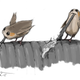 Illustration for article titled iThe Last Jedis/i Porgs Are Just Puffins, Which The Film Crew Couldnt Get Rid Of